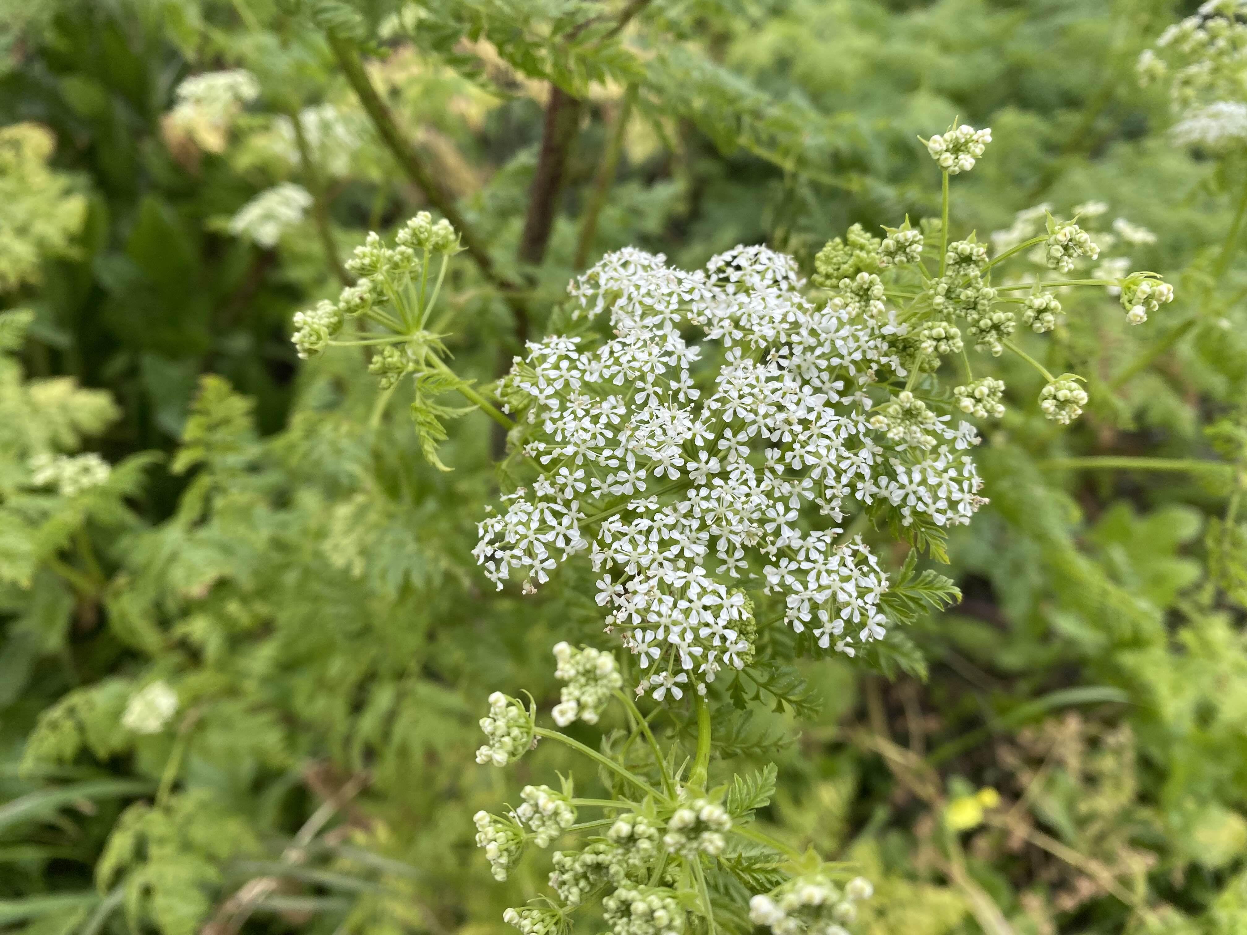 White Flowers